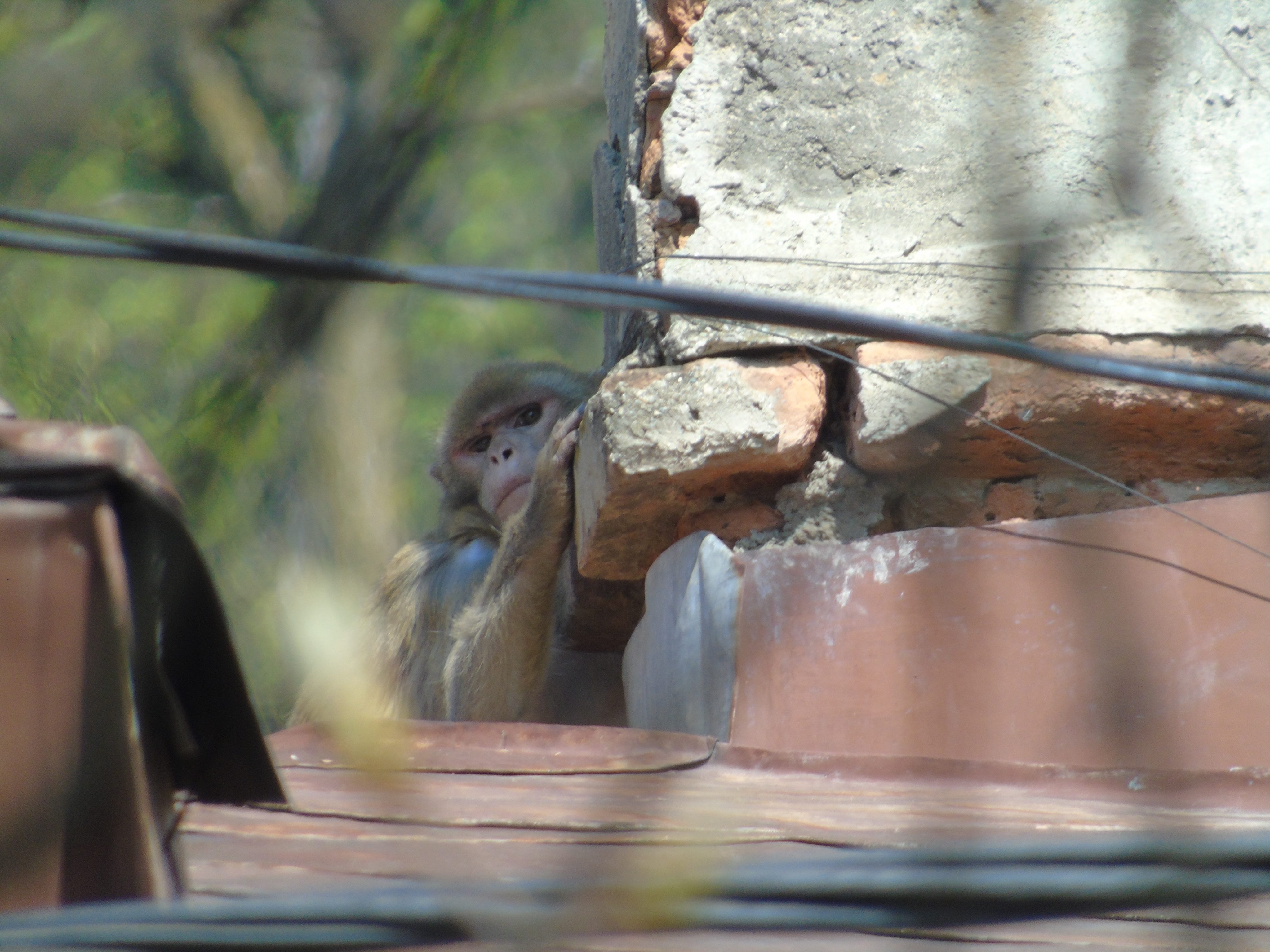 UPDATE: Maimuța care a evadat de la Zoo Neamț a fost prinsă. Macacul a fost tranchilizat / FOTO&VIDEO