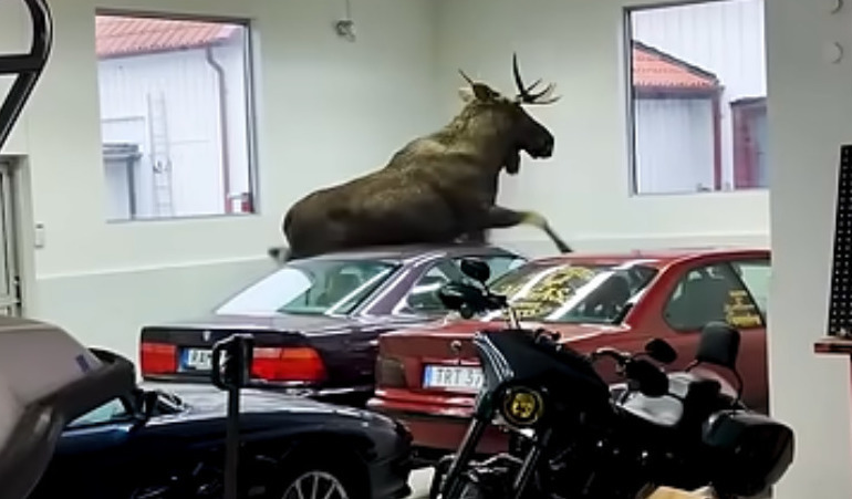 Szokatlan jávorszarvas-teszt: óriási károkat okozott a hatalmas jószág egy BMW-szakszervizben