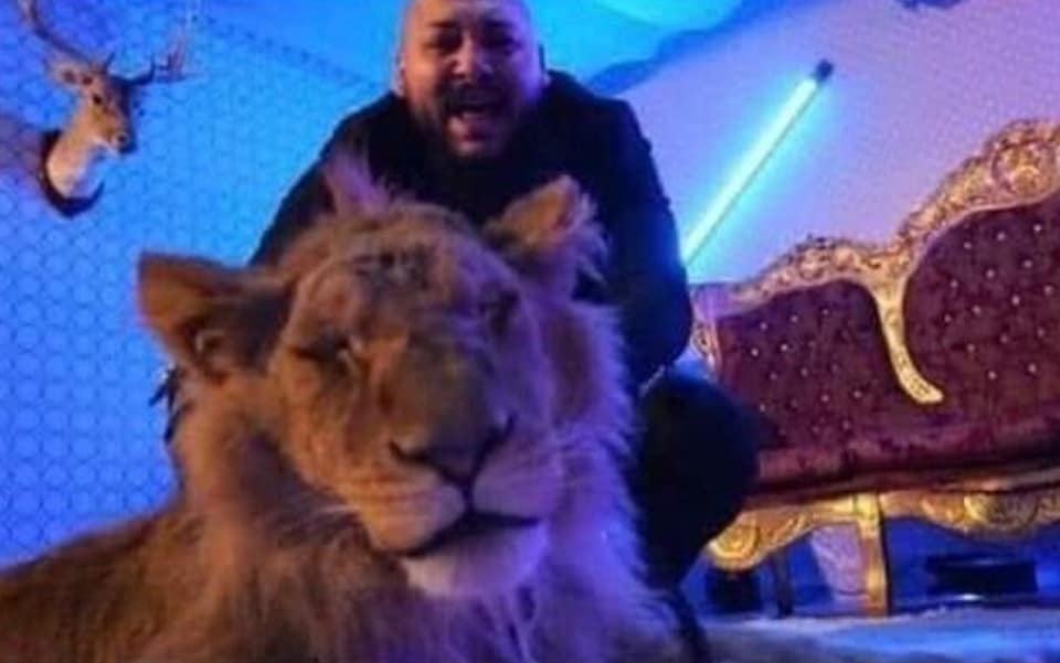 Plângere penală pe numele manelistului Dani Mocanu, după ce a filmat un videoclip alături de un leu rănit. Lăutarul, audiat de polițiști