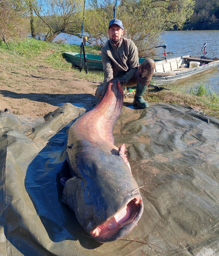 Nehezen bírta a halszörny elleni harcot: majdnem elsüllyesztette a pecások ladikját a 82 kilós harcsa