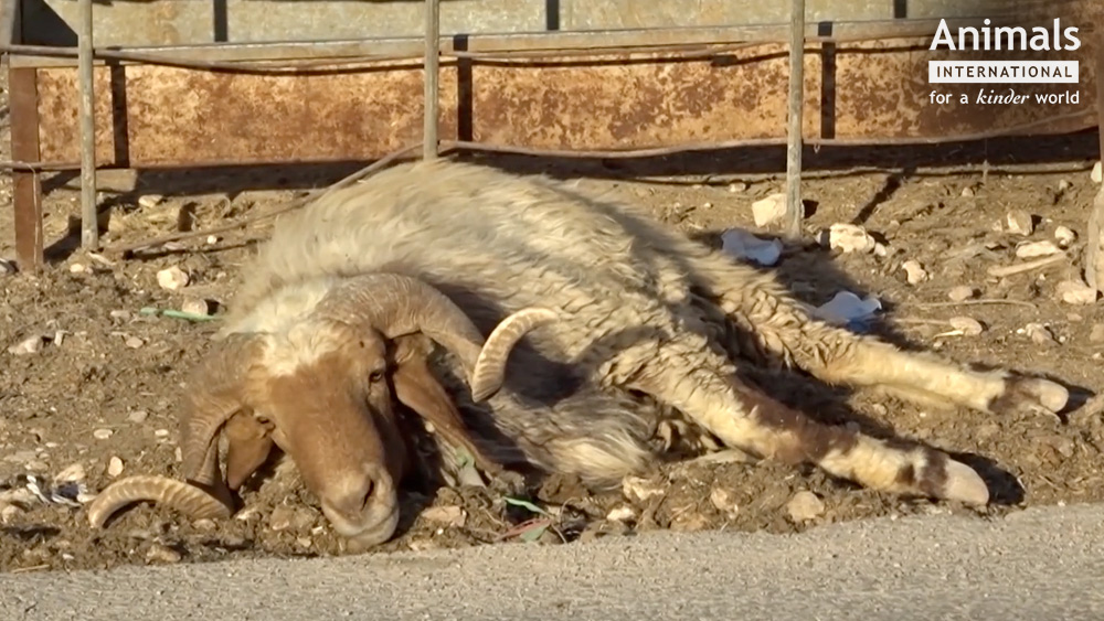 VIDEO/ Animale chinuite. Oile din România, tăiate pe stradă, în Iordania. Australia a oprit exportul către Iordania tocmai din cauza asta
