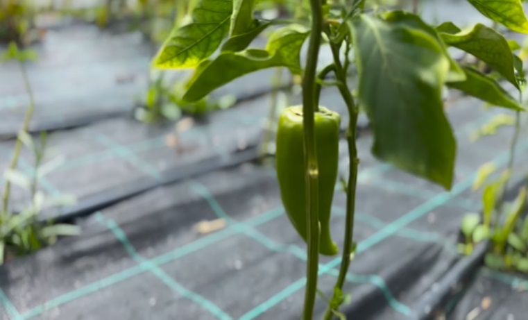 Imagini cu solarul pentru legume al lui Dragoș Bucur și al Danei Nălbaru. Ce au făcut cu roșiile care s-au copt: „Sunt multe, mulțumim lui Dumnezeu”