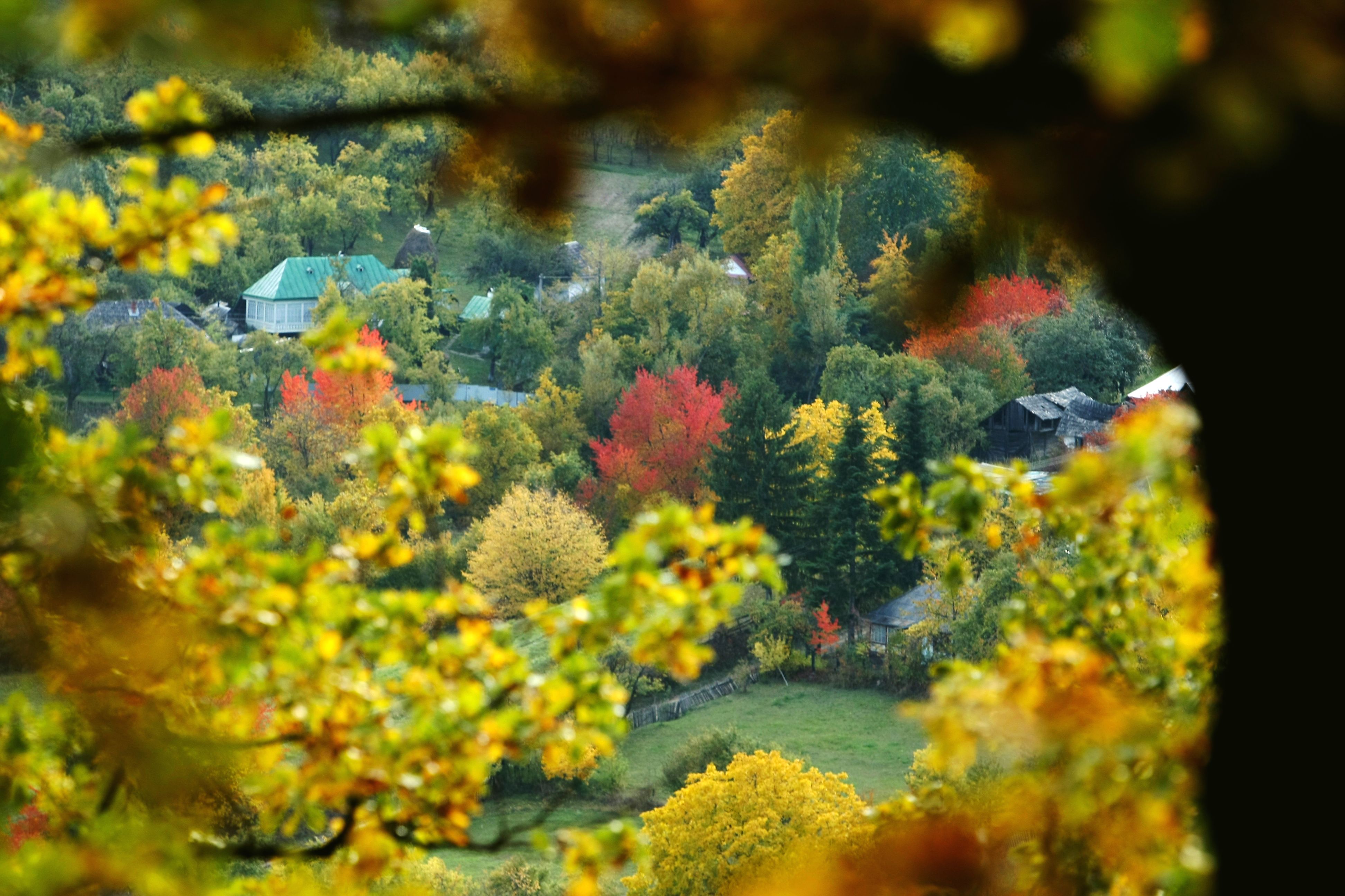 Fotografii prin lumea lui Mihai Eminescu. Toamna colorează spectaculos ”Codrii de aramă” și ”Pădurea de argint”