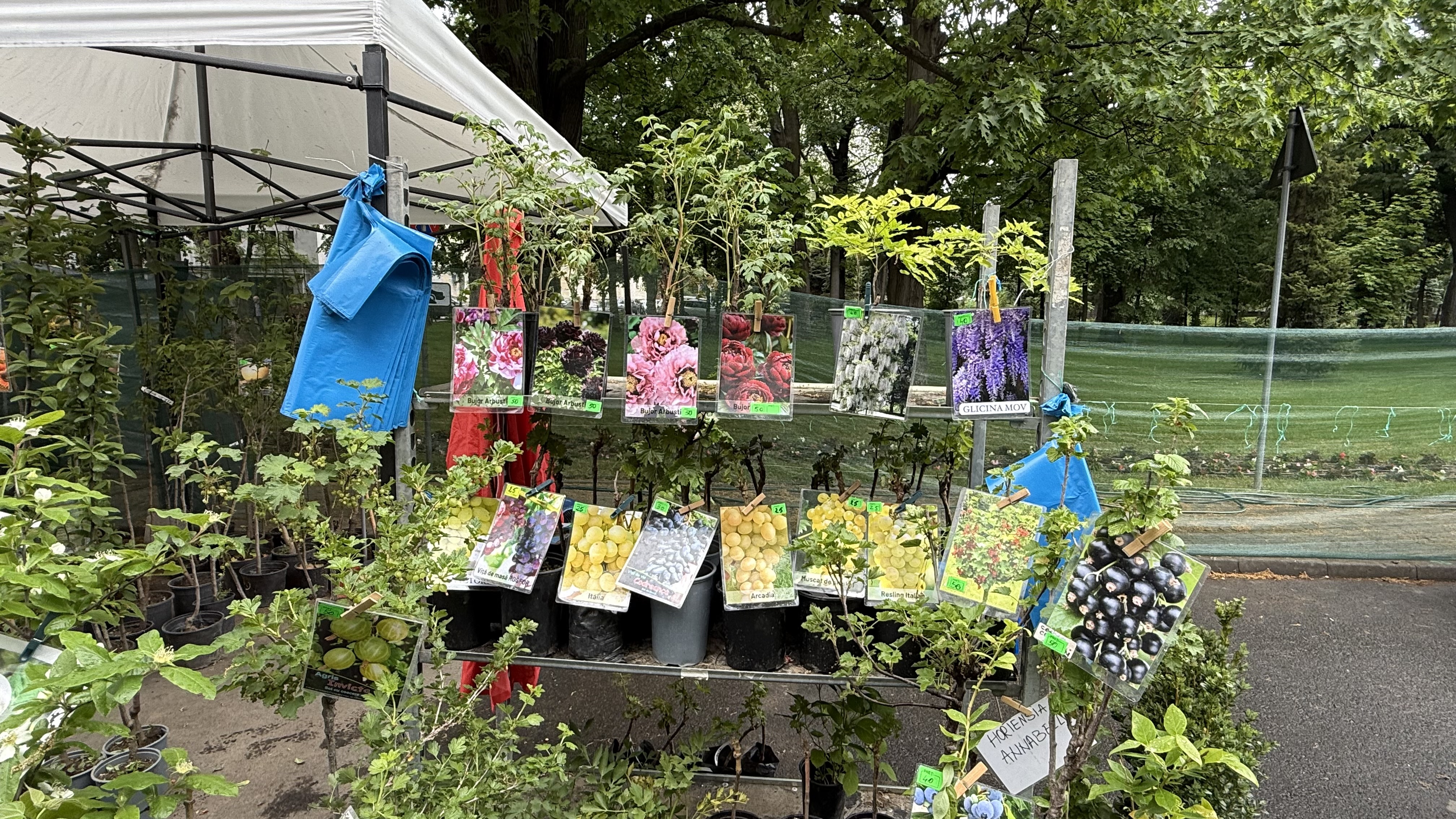 Explozie de flori și fructe exotice la Agronomie. Cât au plătit oamenii pentru „Mâna lui Buddha” „Banana Nordului” și smochinul mov