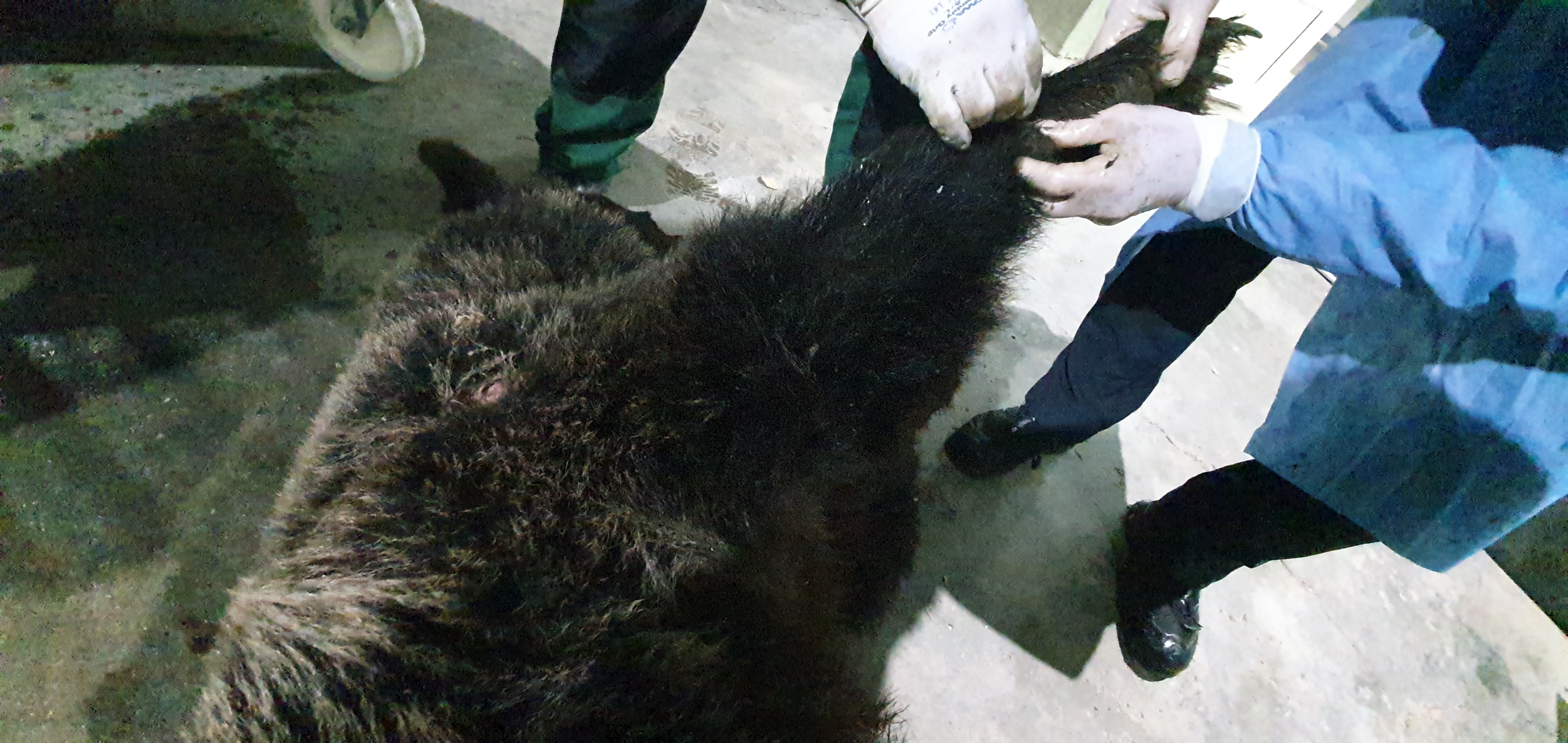 O ursoaică şi doi pui, capturați în Brașov, și-au găsit adăpost la Sanctuarul Libearty de la Zărneşti