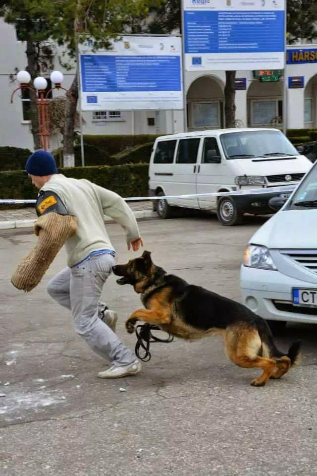 REPORTAJ/ Jandarmul Marius și câinele Mabanu, o prietenie mai presus de meserie. Deși a fost pensionat, ciobănescul german rămane cu plutonierul major/ (Foto&Video)