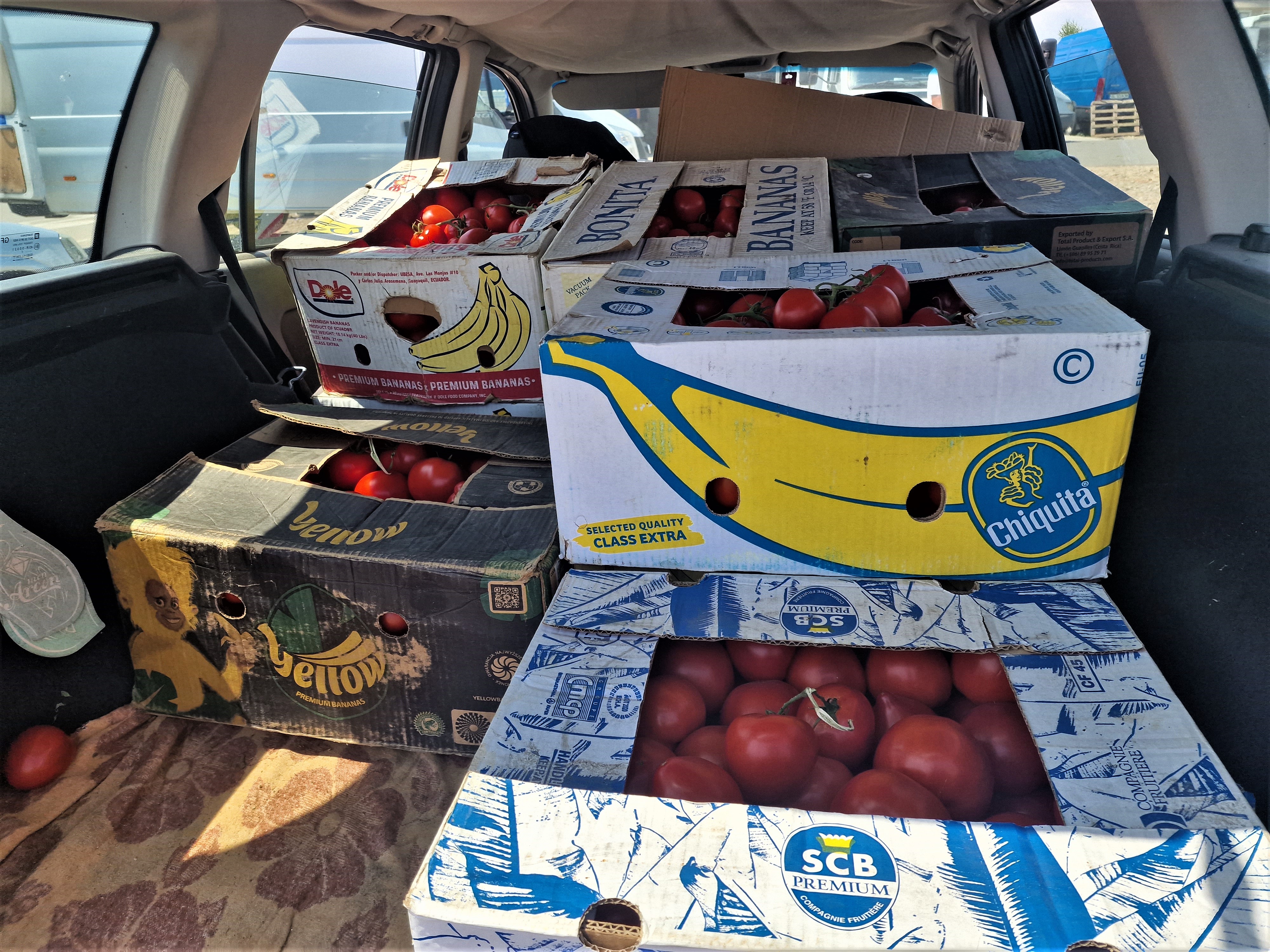 REPORTAJ. Apocalipsa roșiilor. Cultivatorii dintr-o localitate renumită pentru calitatea legumelor au ajuns să le vândă pe nimic sau să le arunce la gunoi: „Anul ăsta ne-a frânt de tot!”