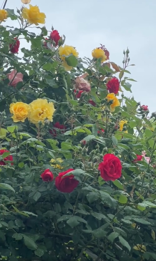 Imagini noi din grădina Andreei Marin. Are mulți trandafiri înfloriți, dar și plante aromatice, spanac și răsaduri de roșii