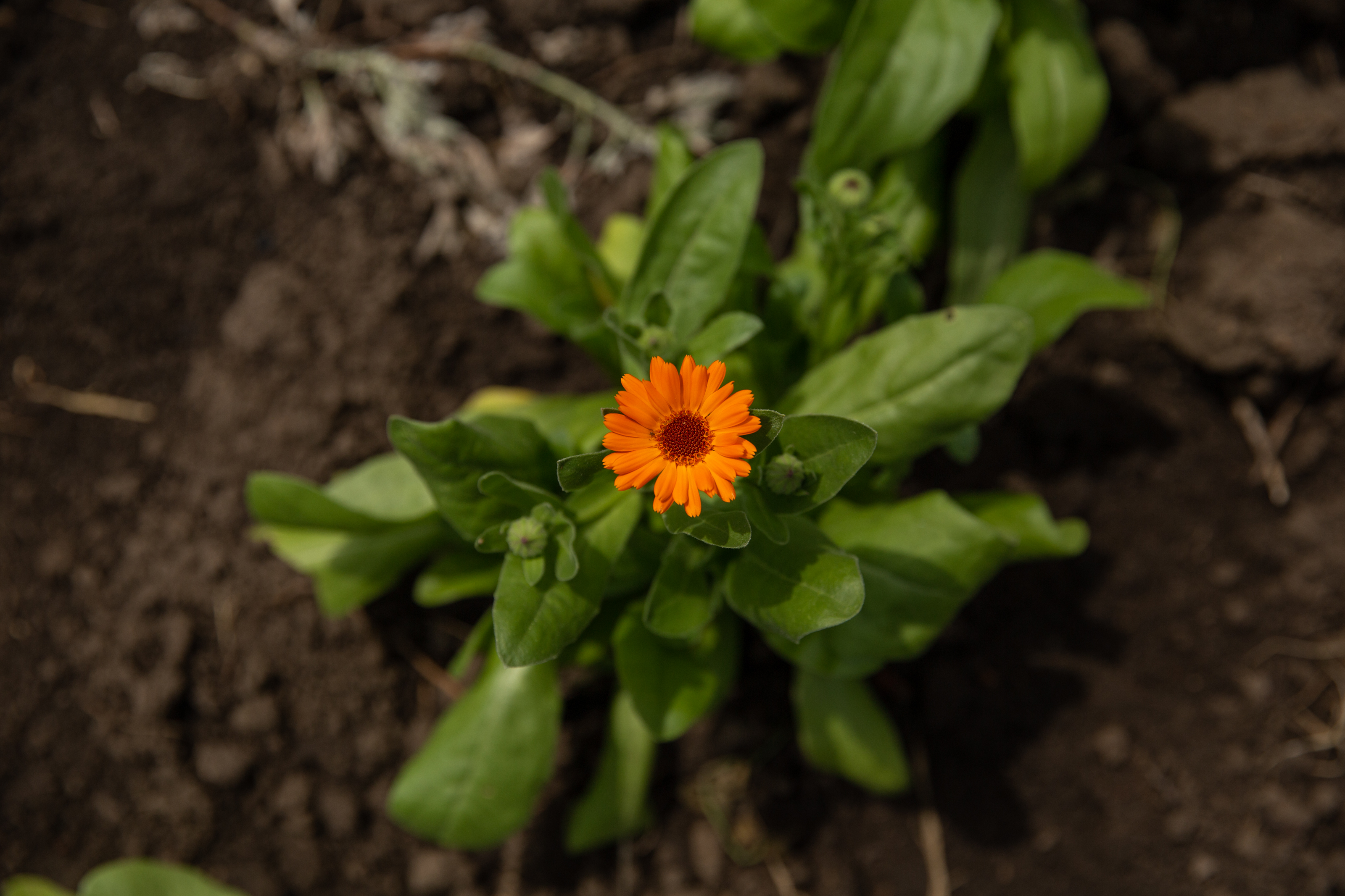 Îmblânzitorul de lavandă și mușețel. Pasionat de plantele medicinale, cercetătorul Nicolai Ungureanu a creat reţete proprii de ceaiuri naturale
