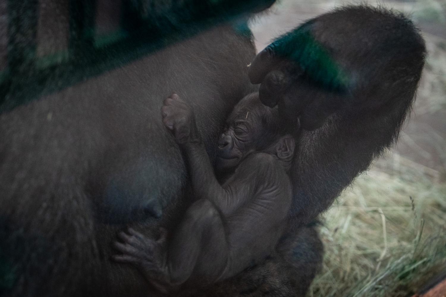 În SUA, gorila Sully, care era considerată un mascul, a născut. Zoo Columbus oferă explicații