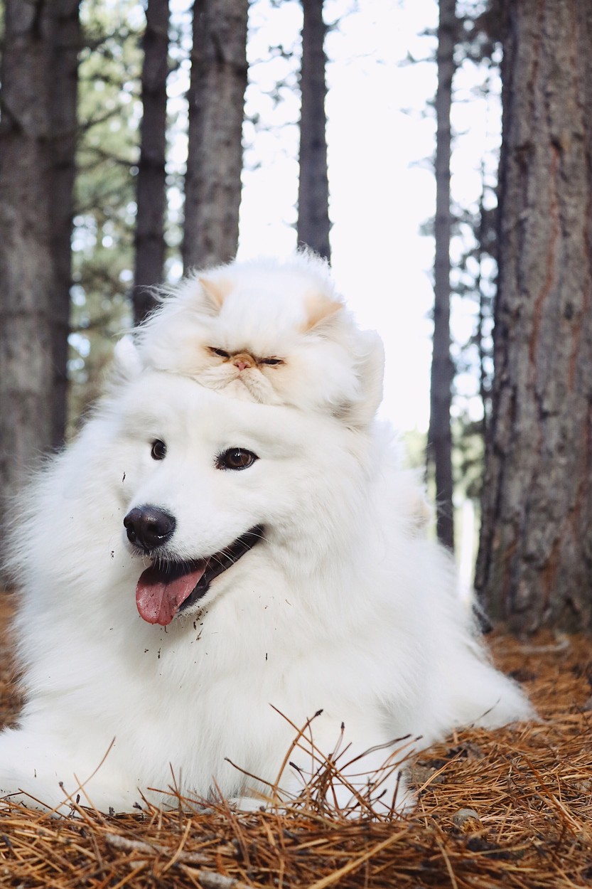 VIDEO | Prietenie la cataramă între un câine samoyed și o pisică persană