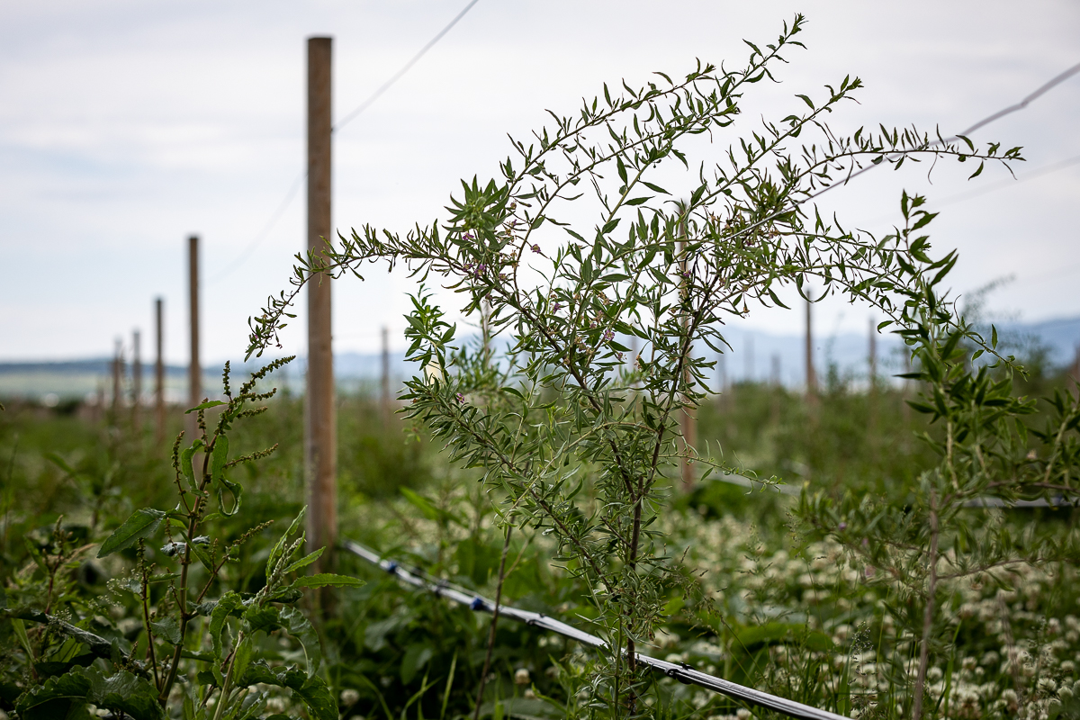 Ce i-a determinat pe doi tineri să renunțe la avocatură și să se apuce de cultivat goji: “Vin italienii, nemţii şi fac proiecte frumoase în agricultură. Românii de ce nu fac?”