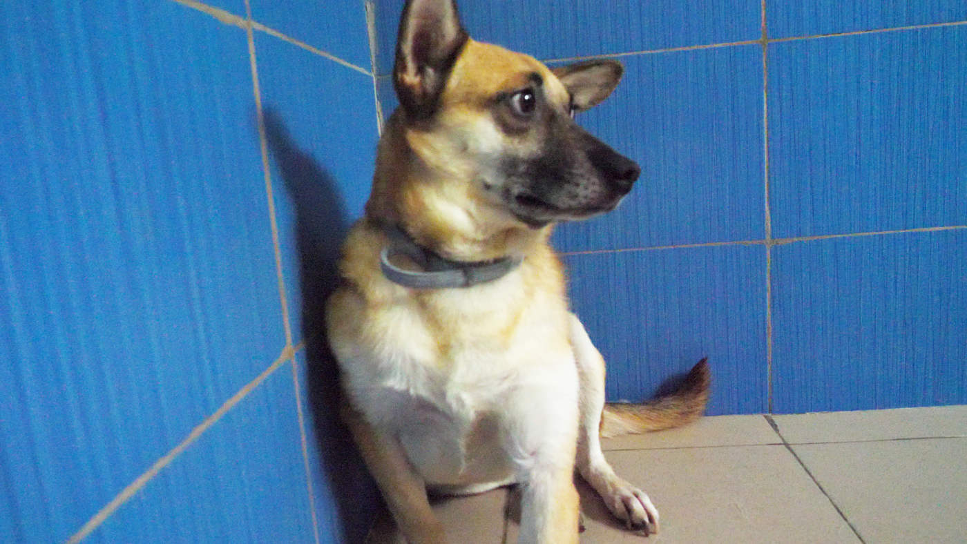 Acasă la motanul Putin şi câinele Zelenski. 30 de animale salvate din Ucraina şi-au găsit salvarea la un adăpost din Cernavodă