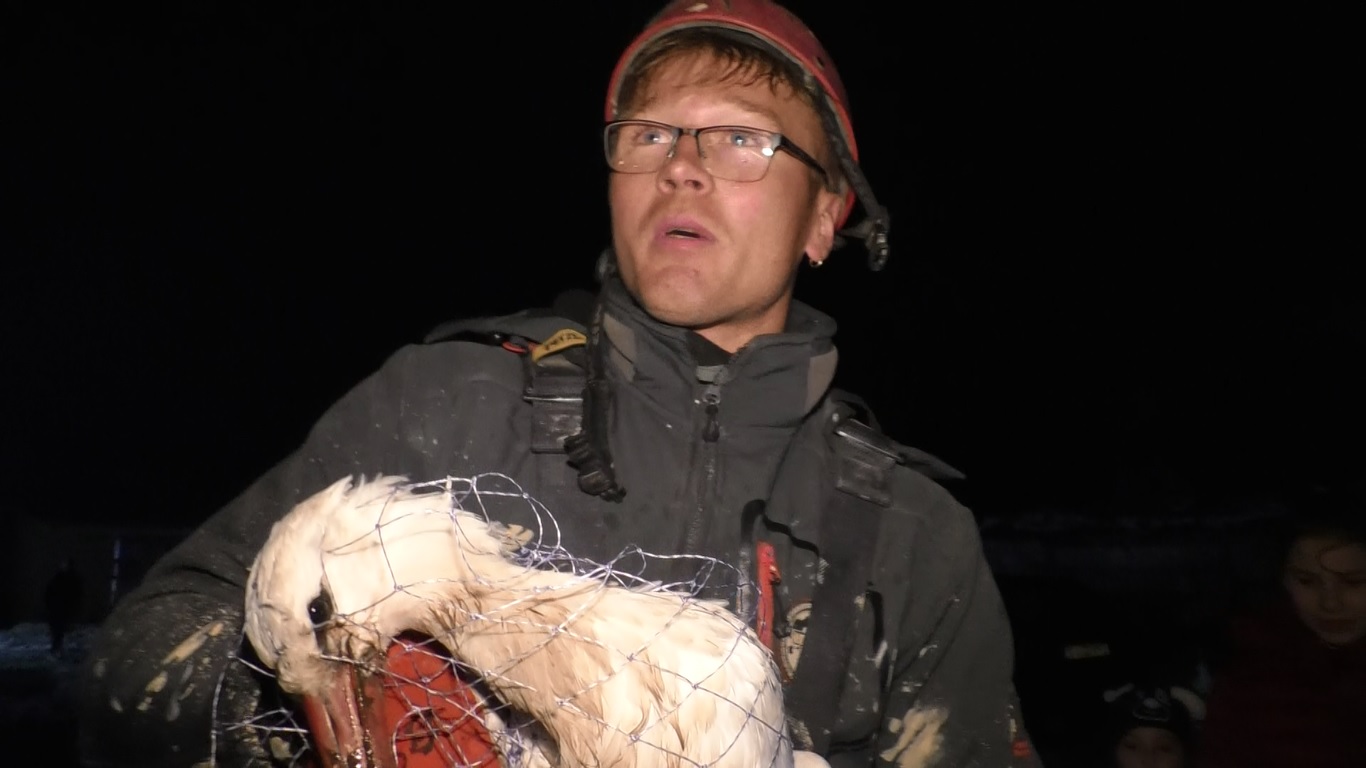 Barză prinsă de frig în Codlea. A fost nevoie de intervenția alpiniștilor pentru a fi salvată