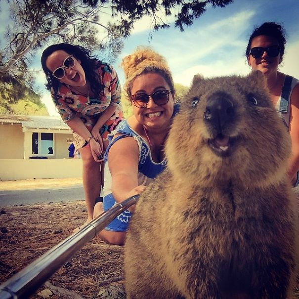 Pasagerii unei nave de croazieră, băgați în carantină cu quokka, supranumite cele mai fericite animale din lume