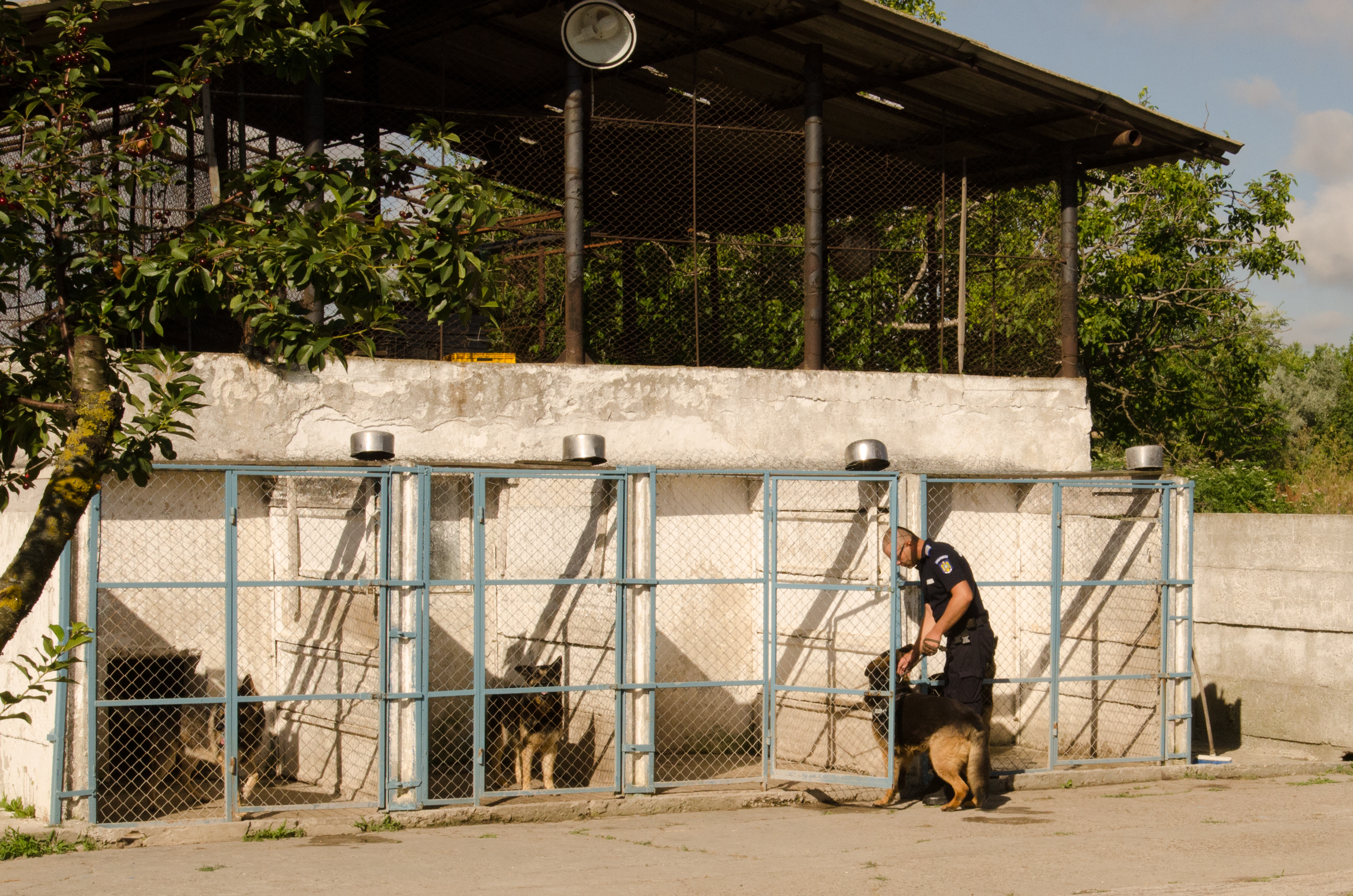 REPORTAJ/ Jandarmul Marius și câinele Mabanu, o prietenie mai presus de meserie. Deși a fost pensionat, ciobănescul german rămane cu plutonierul major/ (Foto&Video)