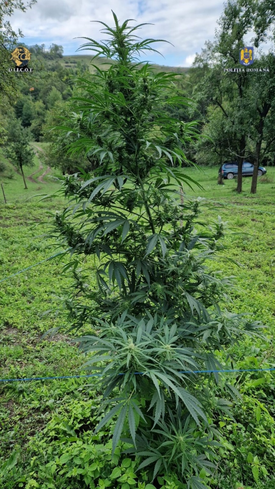 Sute de kilograme de canabis, găsite de procurorii DIICOT, în urma unor percheziţii în Caraș-Severin