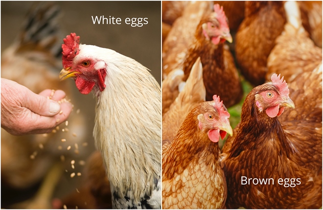 The difference between white and brown eggs - which is better?