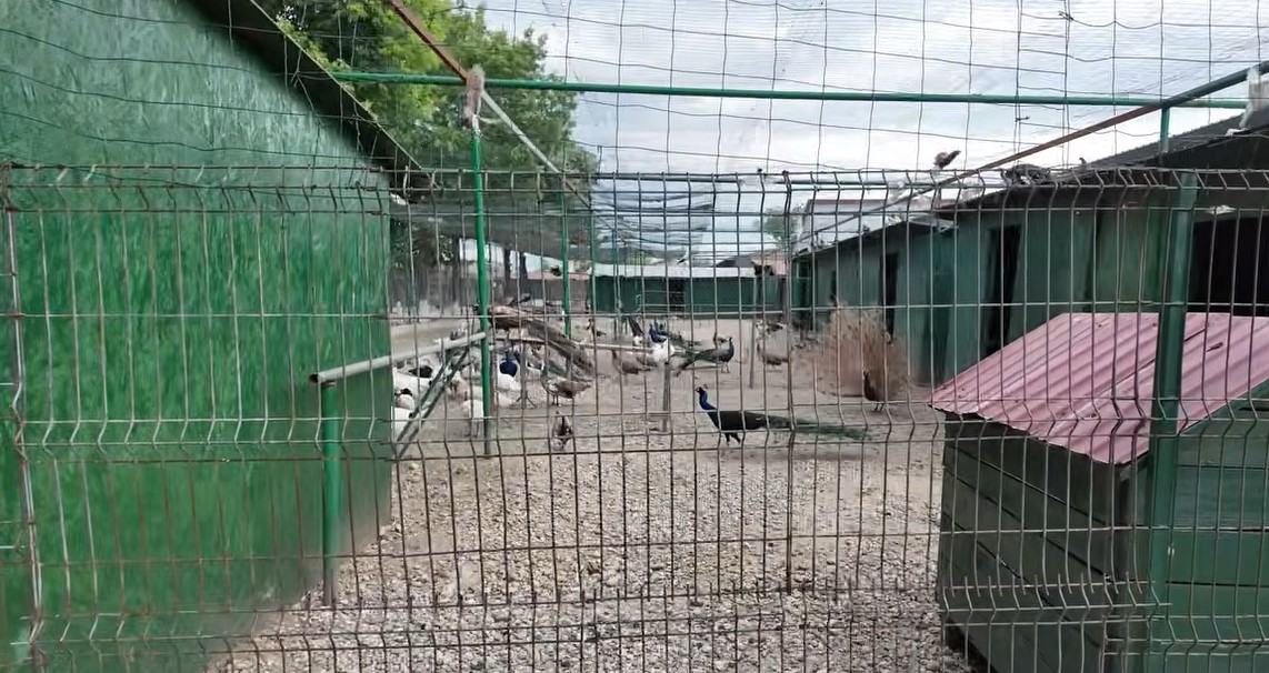 Imagini rare cu proprietatea lui Nuțu Cămătaru. Cum arată domeniul din Ferentari unde sunt crescuți cai și animale exotice