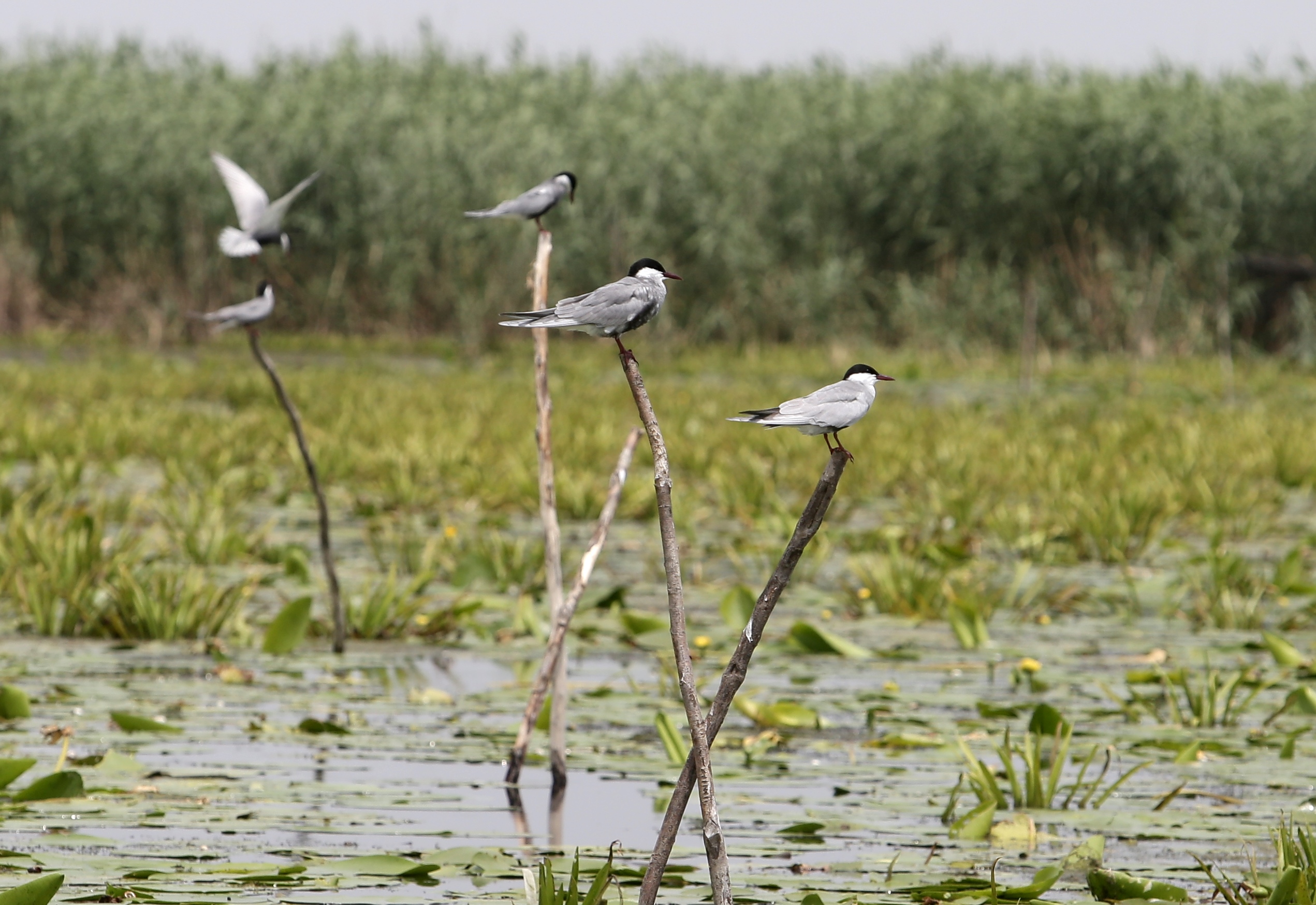 FOTOREPORTAJ/ Prin Delta Dunării, în căutarea sălbăticiei
