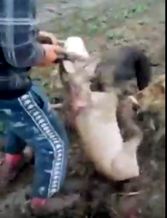 Un individ a prins un pui de căprior, l-a dat la câini și i-a rupt gâtul. Cruzime extremă în Argeș |VIDEO