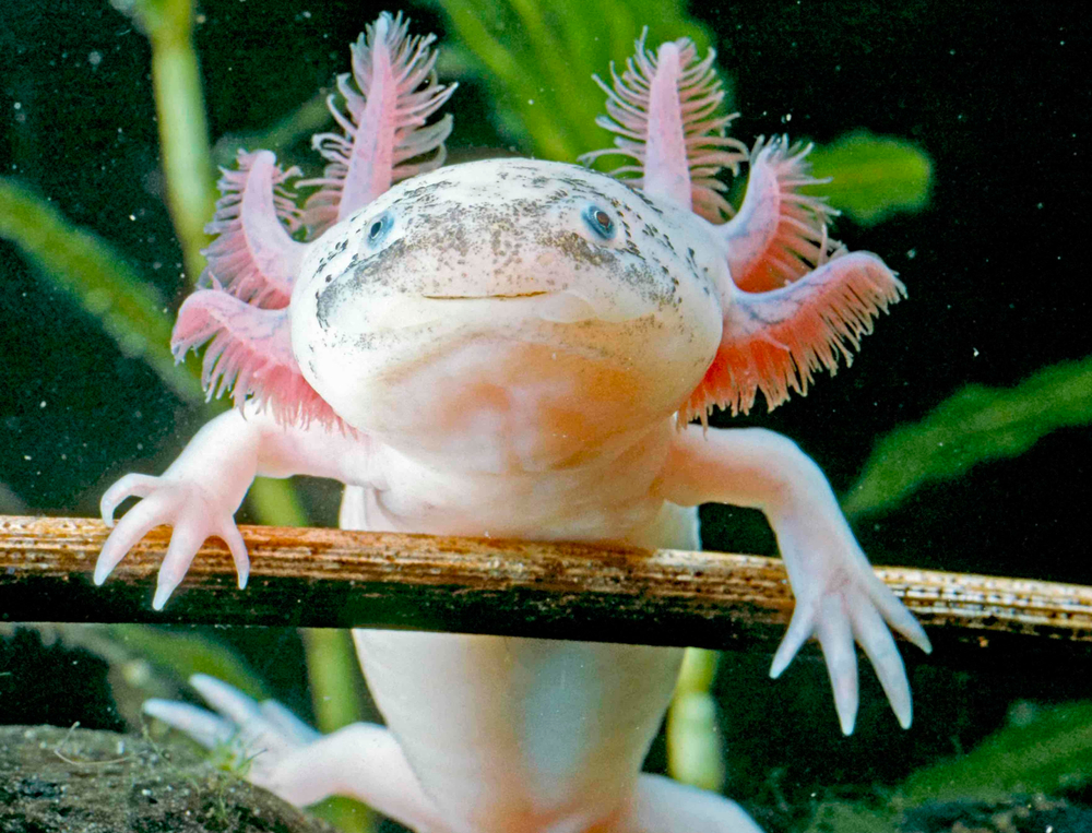 Axolotl [DiscoverMagazine]