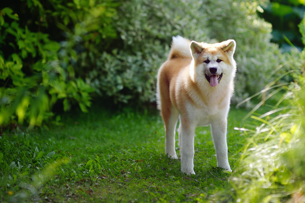Akita - ce temperament are unul dintre cei mai cunoscuți câini de vânătoare