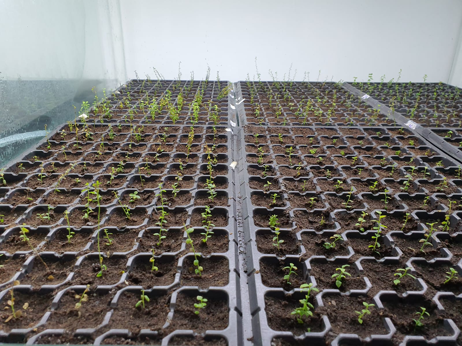 Românul care cultivă un milion de plante in vitro pe an: “Se întorc oamenii de afară. De ce să muncească pe plantația altuia pe o mie de euro, când poate lua 30 de mii pe a lui?”