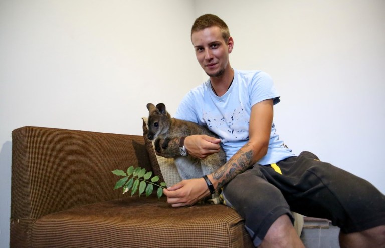 Un tânăr din Cluj crește un cangur ca animal de companie. Din Australia, Rin s-a adaptat în inima Transilvaniei
