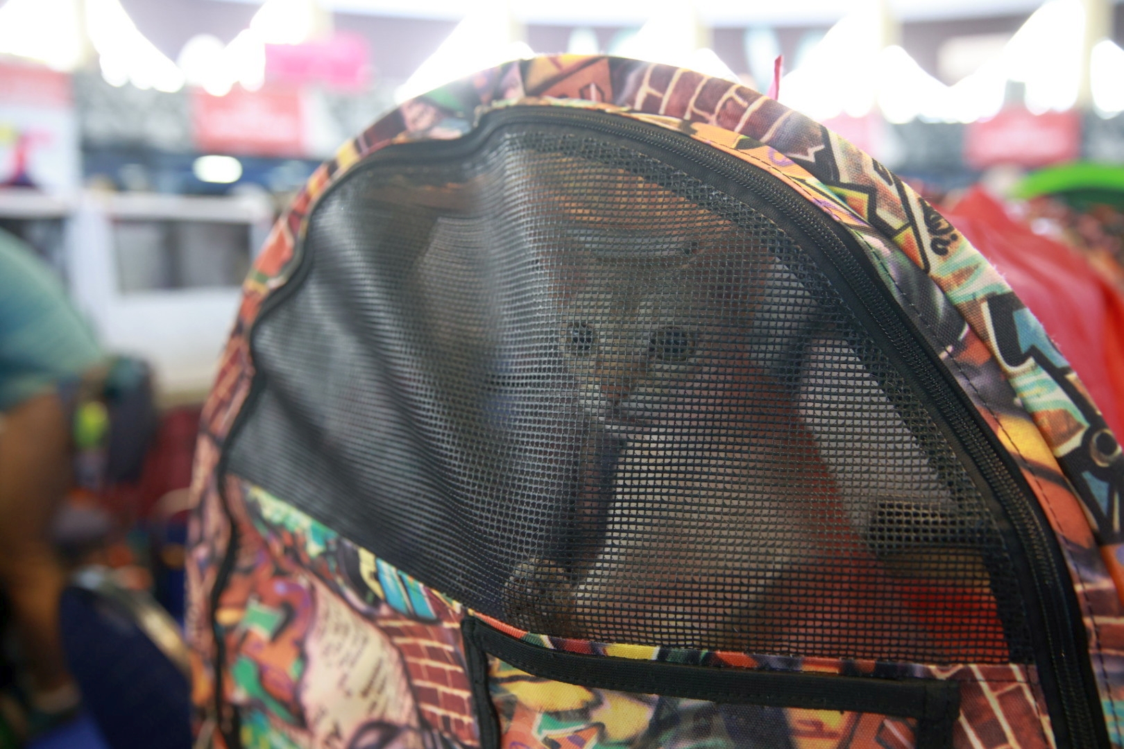 Libertatea a mers la Campionatul Mondial Felin. Bucureștiul, capitala mondială a pisicilor: peste 750 de feline din întreaga lume au strălucit la Romexpo
