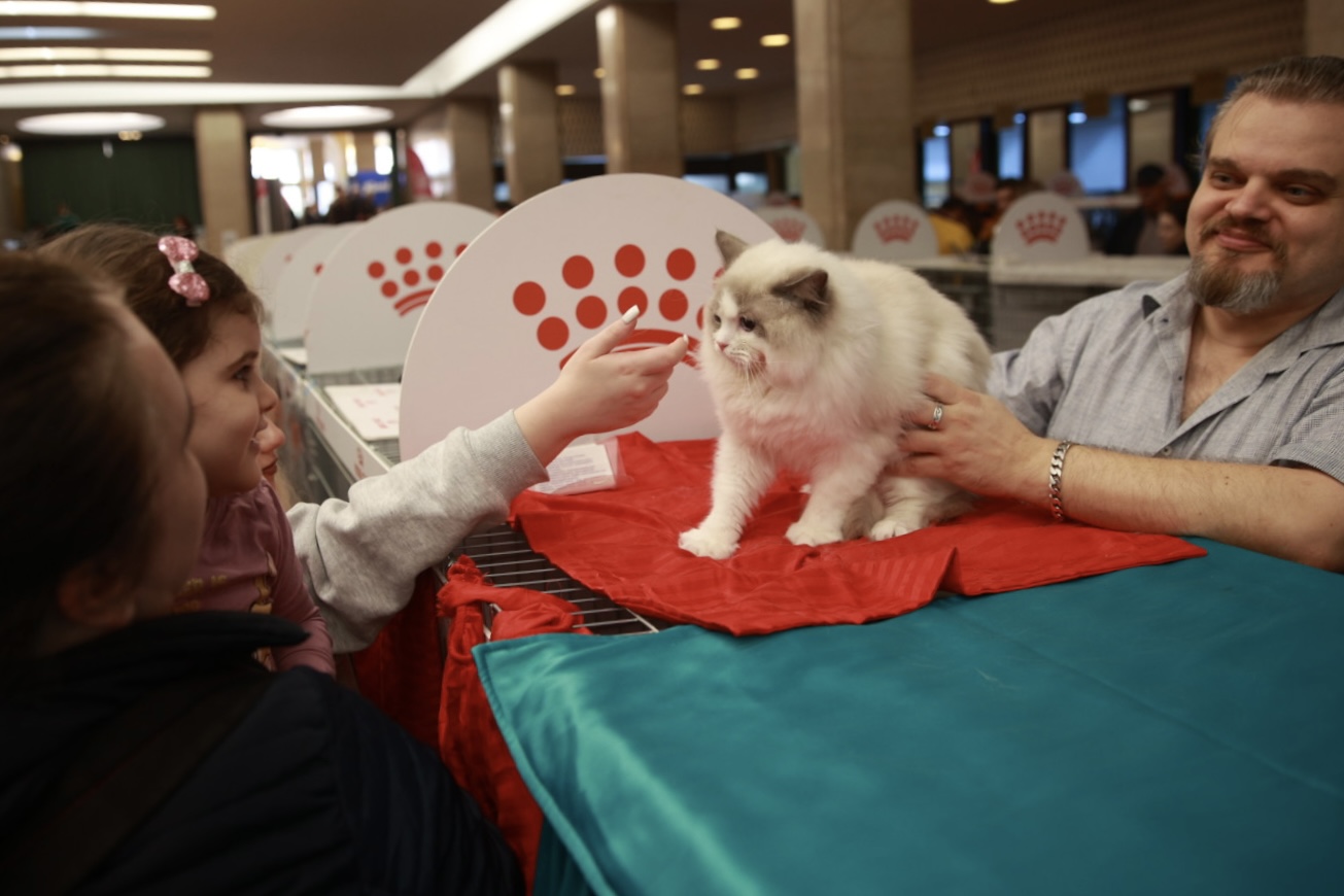 Pisici de top, priviri hipnotizante și povești spectaculoase. Cum a fost la Salonul Felin Internațional SofistiCAT