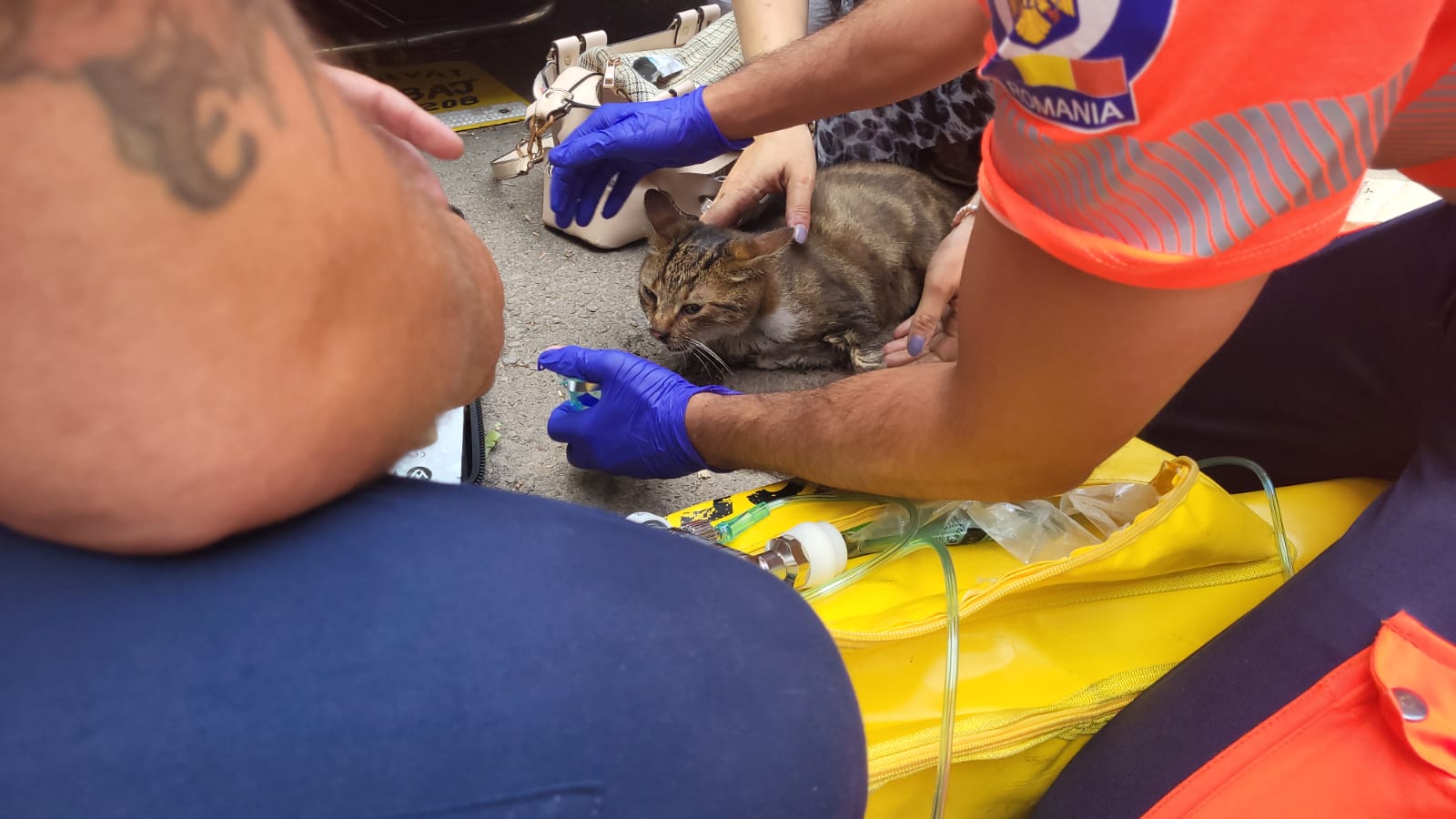 Un motan din Constanța, readus la viață de ambulanțieri, după ce a fost salvat dintr-un incendiu