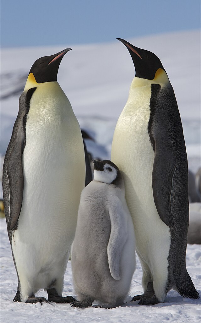 Penguins [Wikipedia]