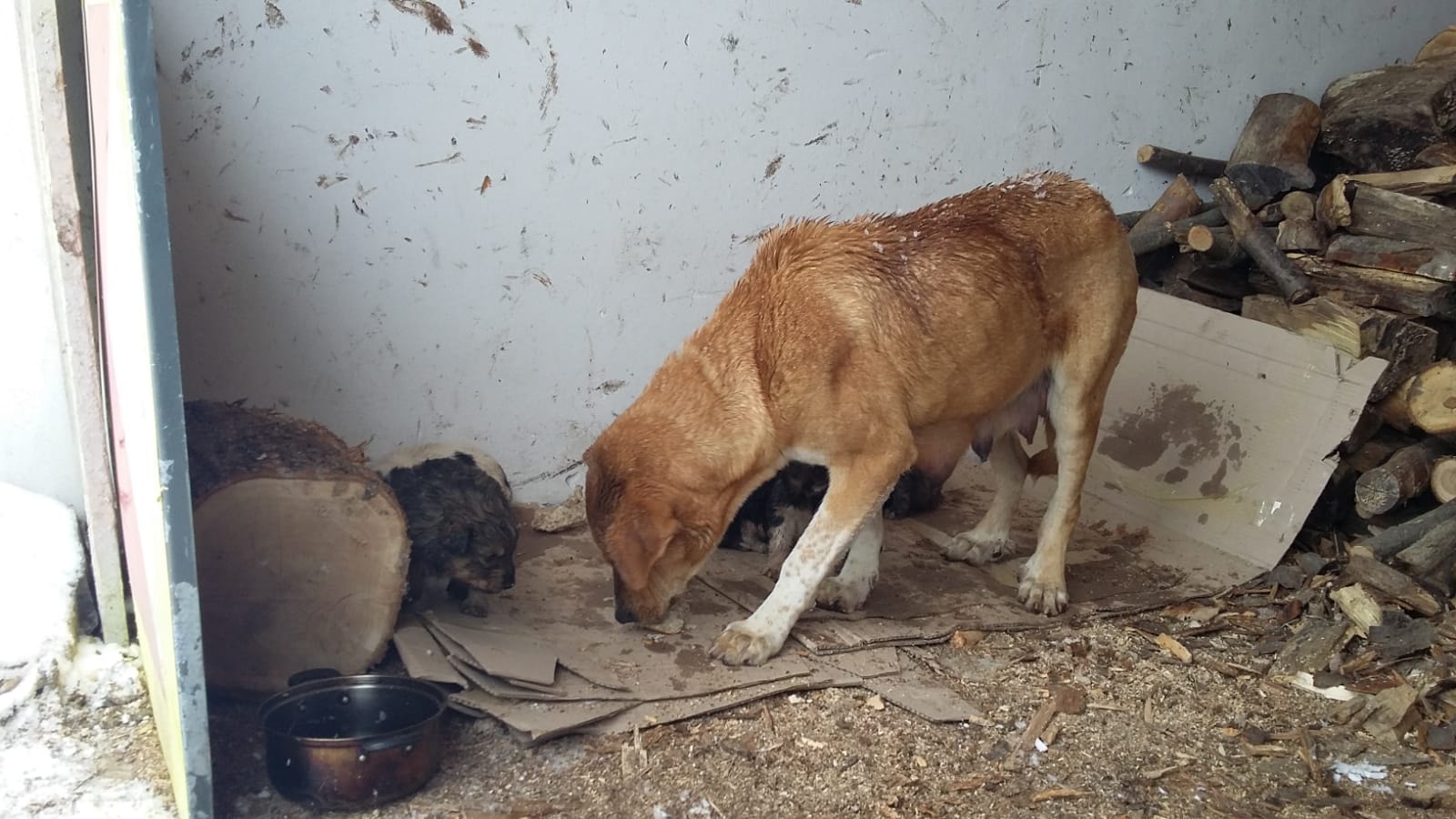 IMAGINI EMOȚIONANTE | Căței îngropați în zăpadă, salvați de jandarmii montani din Gorj. Cum a reacționat mama cățelușilor