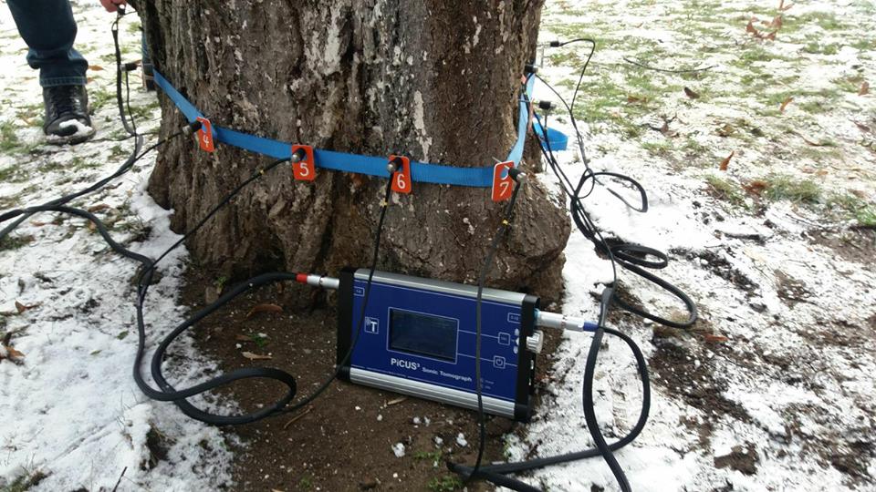 Tomograf pentru copaci, cumpărat de Primăria din Cluj. Dispozitivul a costat peste 130.000 de lei