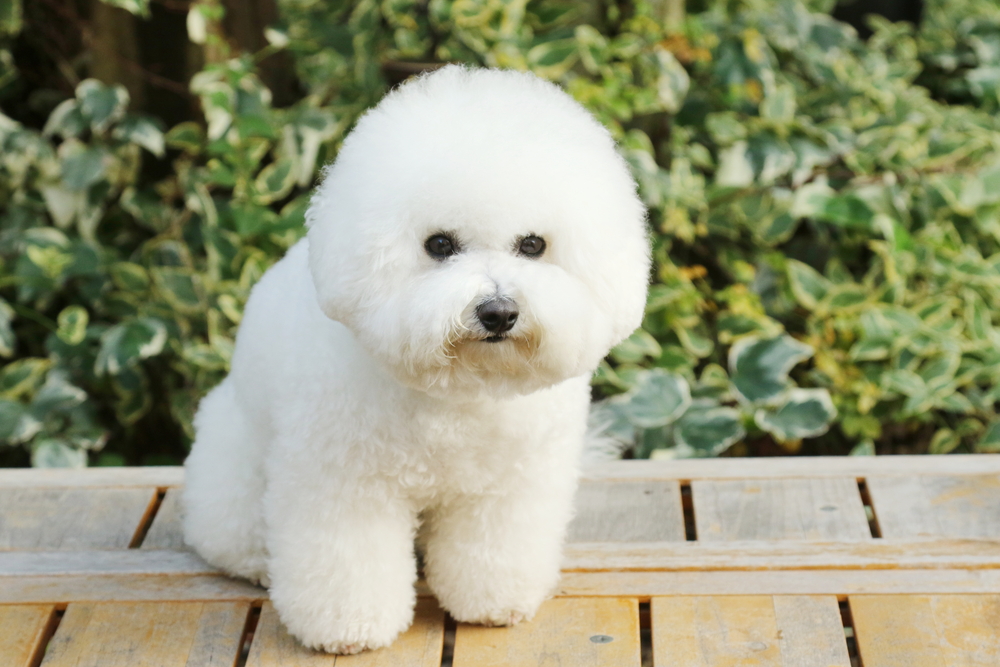 Bichon Frise - ce temperament are patrupedul expresiv cu blană albă și pufoasă