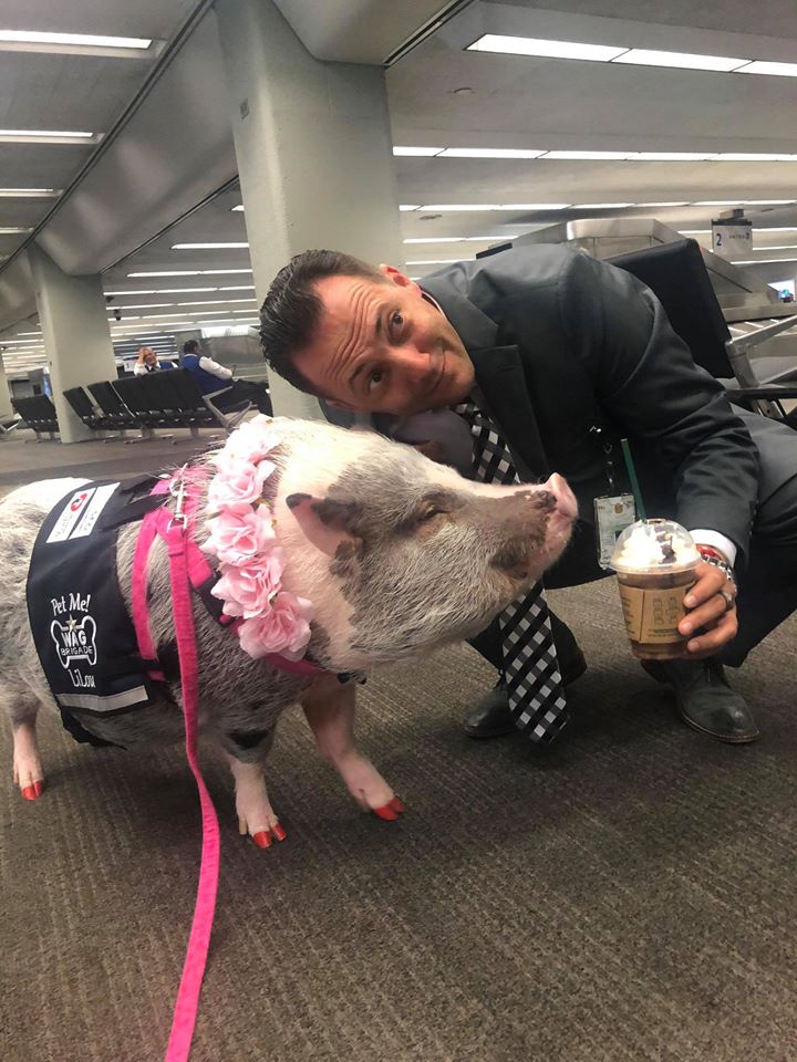 Aeroportul din San Francisco și-a luat un porc de terapie. Care e motivul