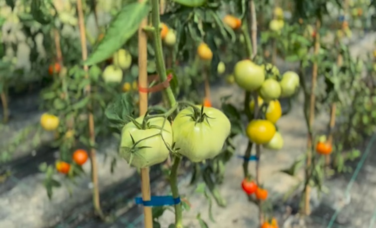 Imagini cu solarul pentru legume al lui Dragoș Bucur și al Danei Nălbaru. Ce au făcut cu roșiile care s-au copt: „Sunt multe, mulțumim lui Dumnezeu”
