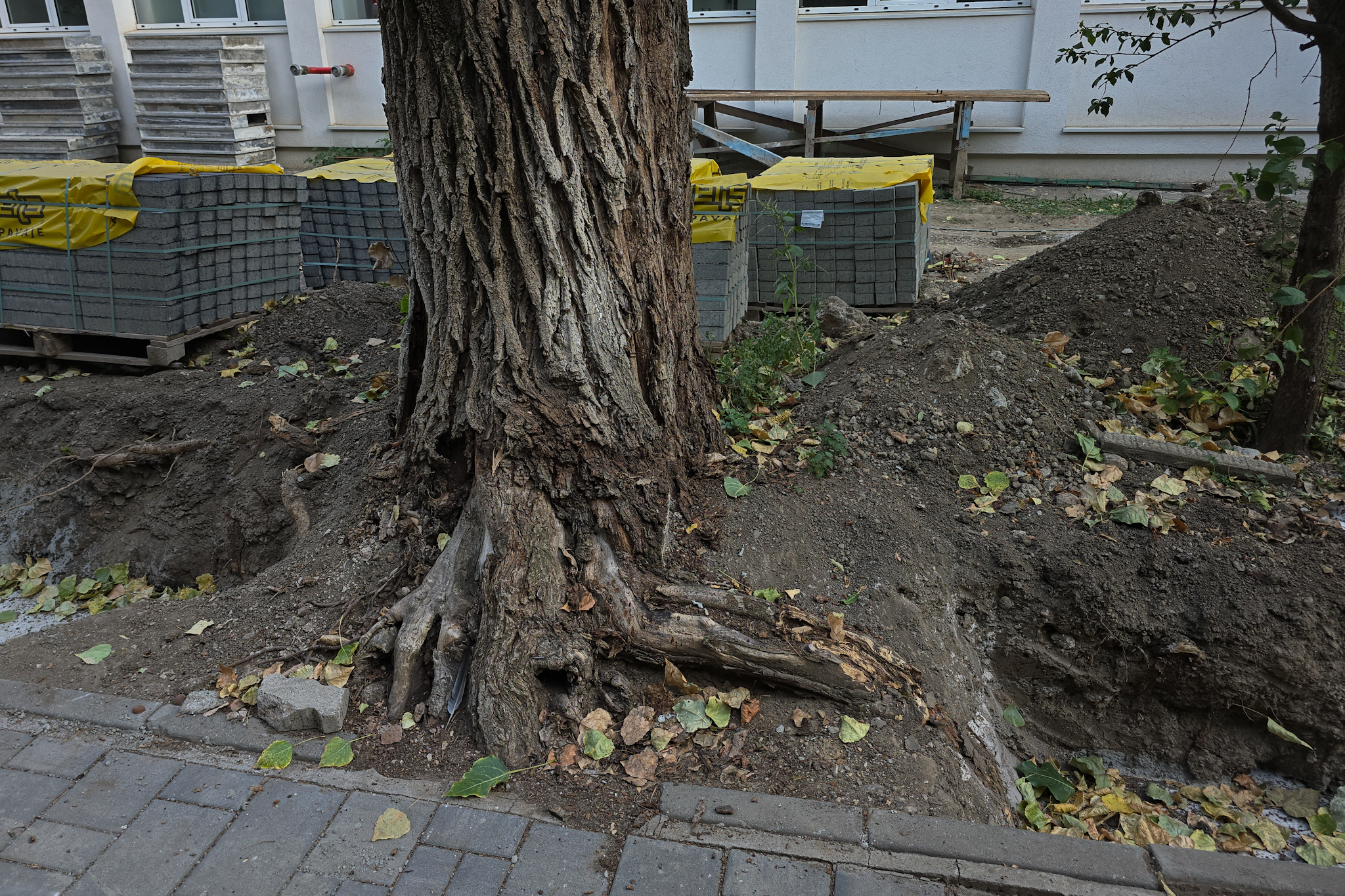 Au băgat excavatorul ca să facă șanțuri pentru gardul unei școli din București și au rupt rădăcinile a zeci de copaci