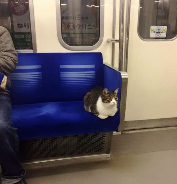Să vezi și să nu crezi! O pisică din Tokyo călătorește regulat cu metroul de una singură