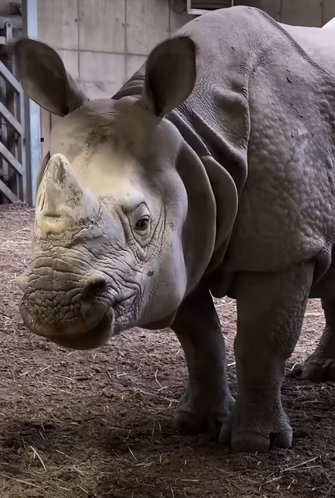 Ten przystojniak zamieszka we wrocławskim zoo