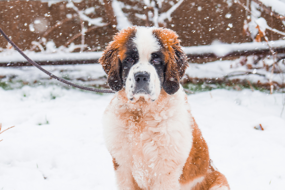 Saint Bernard - ce temperament și personalitate are cel mai iubit câine din lumea întreagă