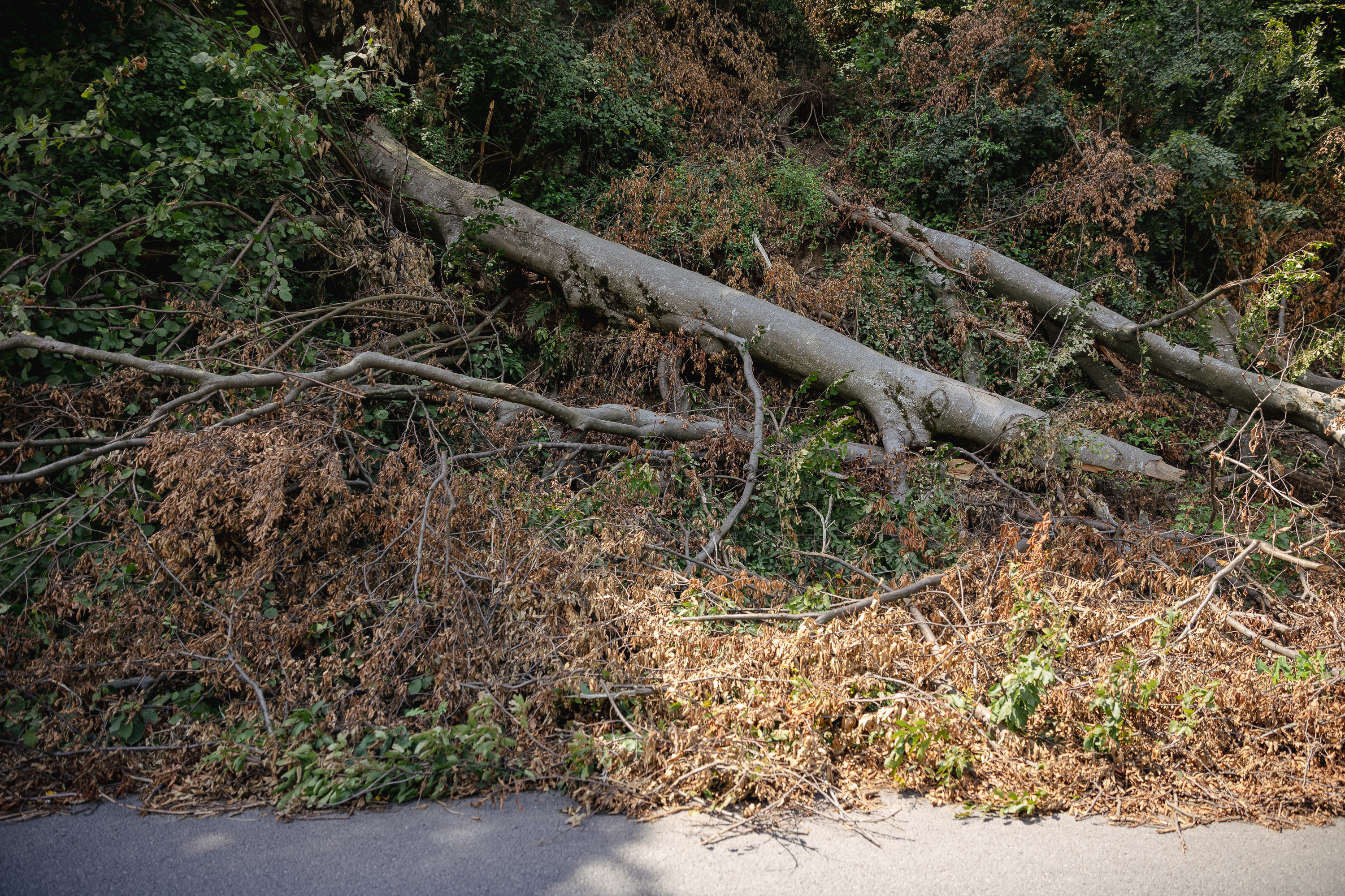 REPORTAJ Valea Oltului - viața după barieră. În lipsa traficului, natura își revine și nu prea, iar ministrul Grindeanu supraveghează cu drona progresul lucrărilor