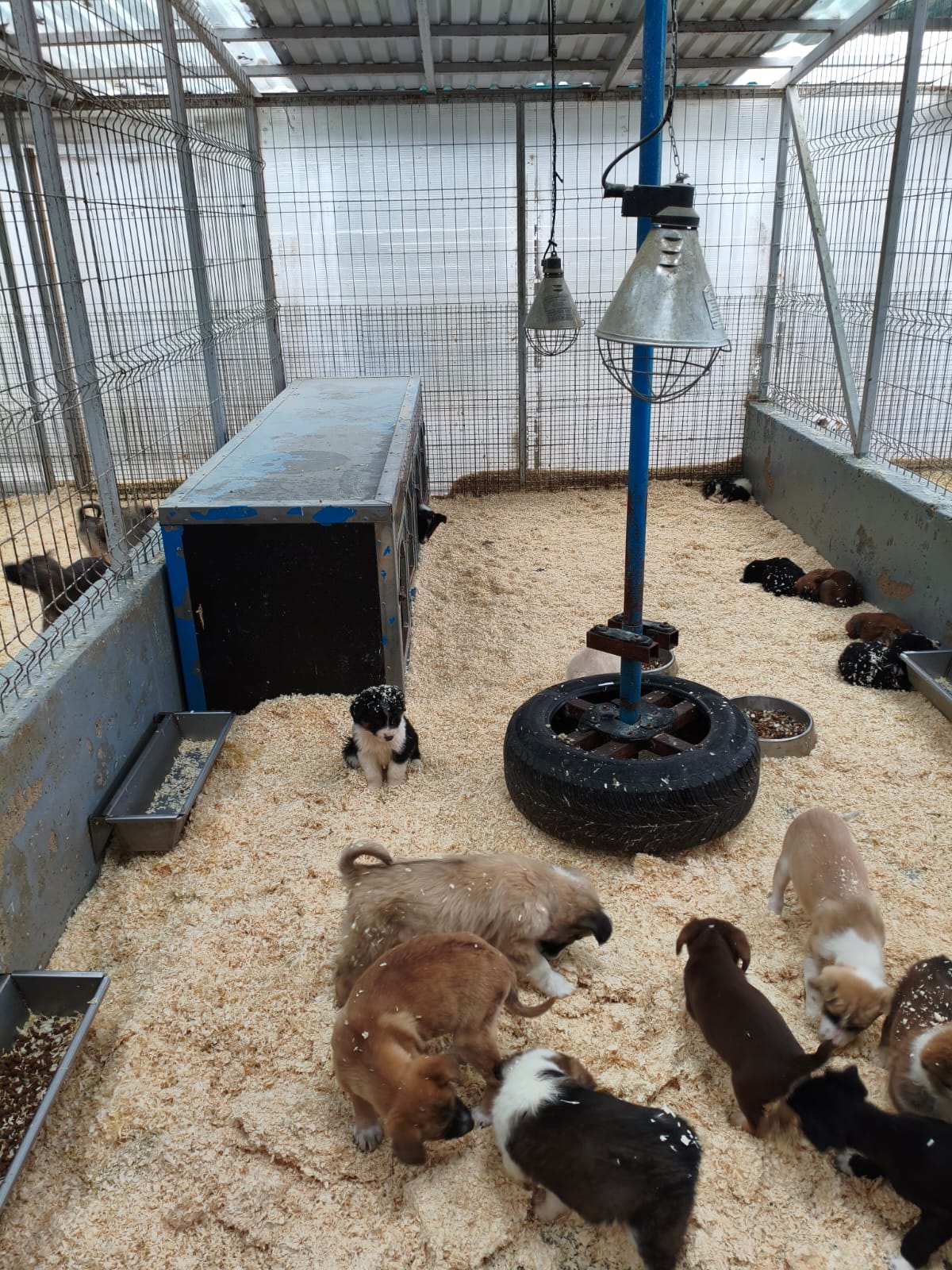 Orașul câinilor. Localitatea din România care a ajuns să găzduiască cel mai mare adăpost din lume dedicat animalelor fără stăpân