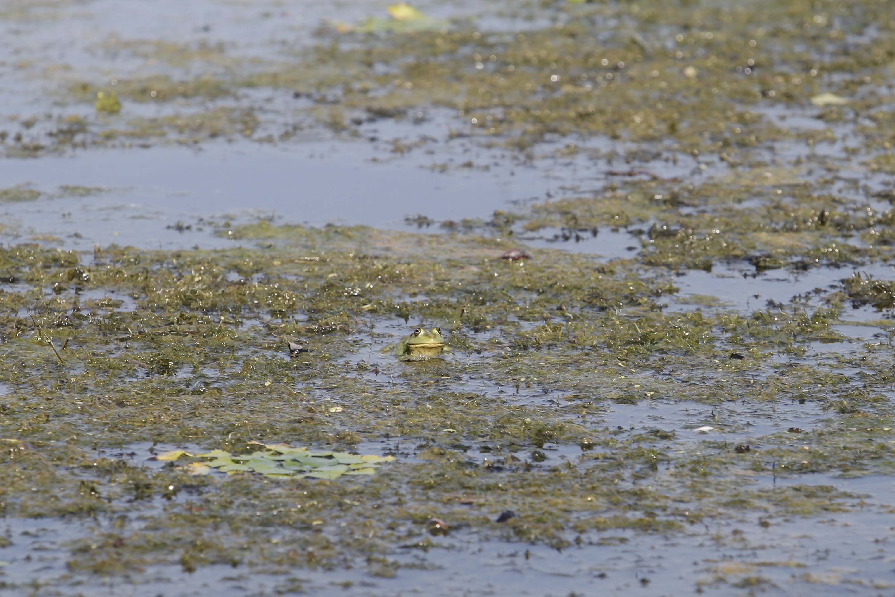 FOTOREPORTAJ/ Prin Delta Dunării, în căutarea sălbăticiei