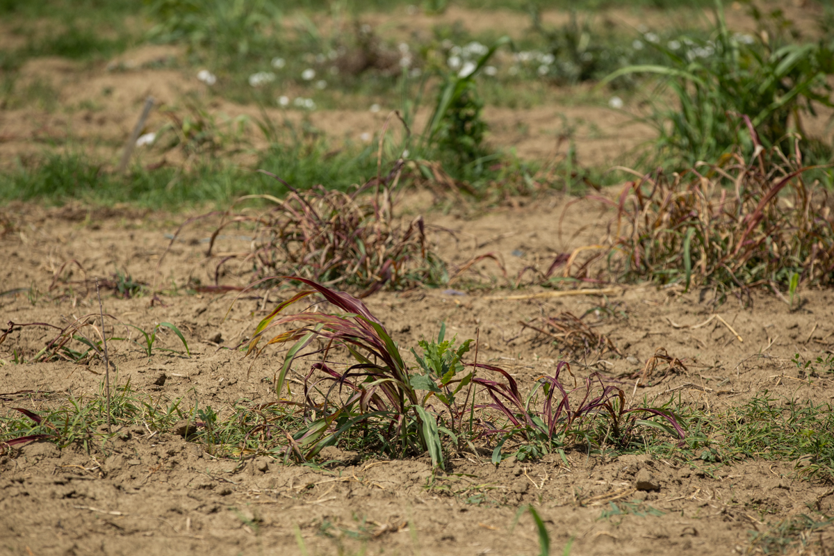 VIDEO | Cum să îngropi 2,4 milioane de euro. La peste doi ani de la primele plantări, Parcul Memoriei Naţionale de lângă Mărășești arată ca un deşert