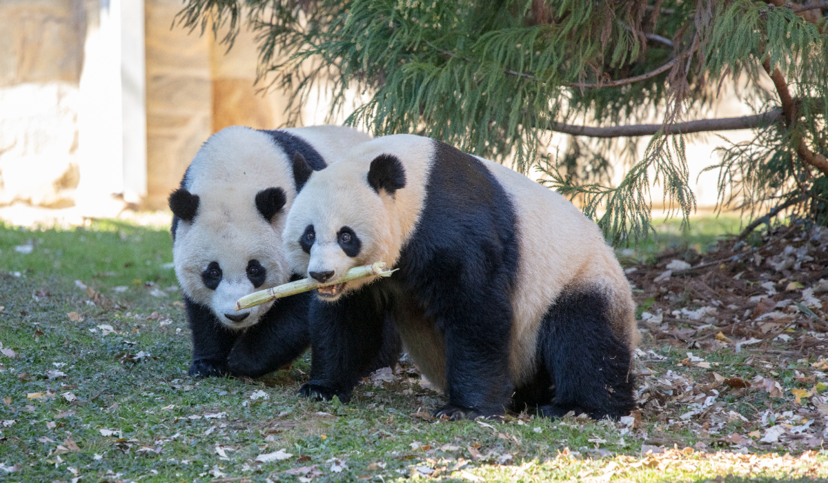 Cei doi urși panda Ping Ping și Fu Shuang, oferiți de Xi Jinping lui Donald Trump