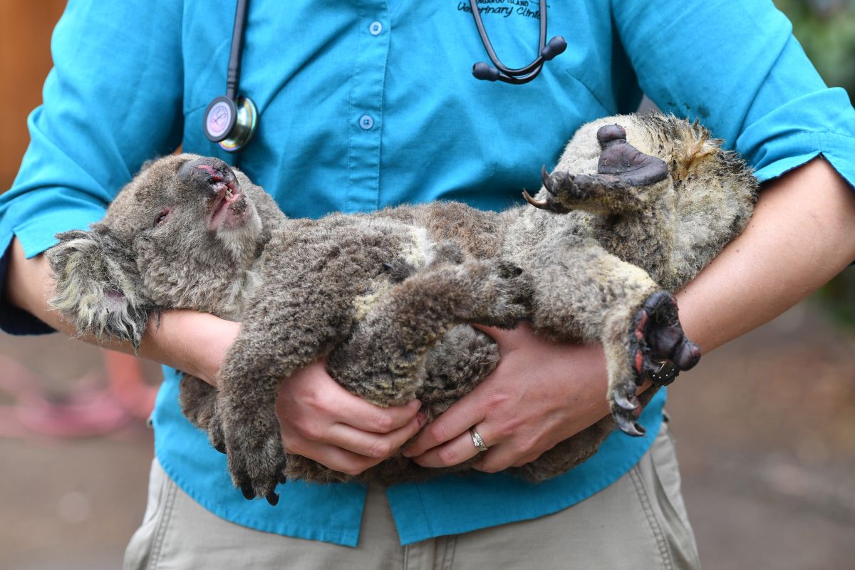 Săptămâna în imagini | Durerea ursulețului Koala și a milioanelor de animale prinse în infernul incendiilor din Australia