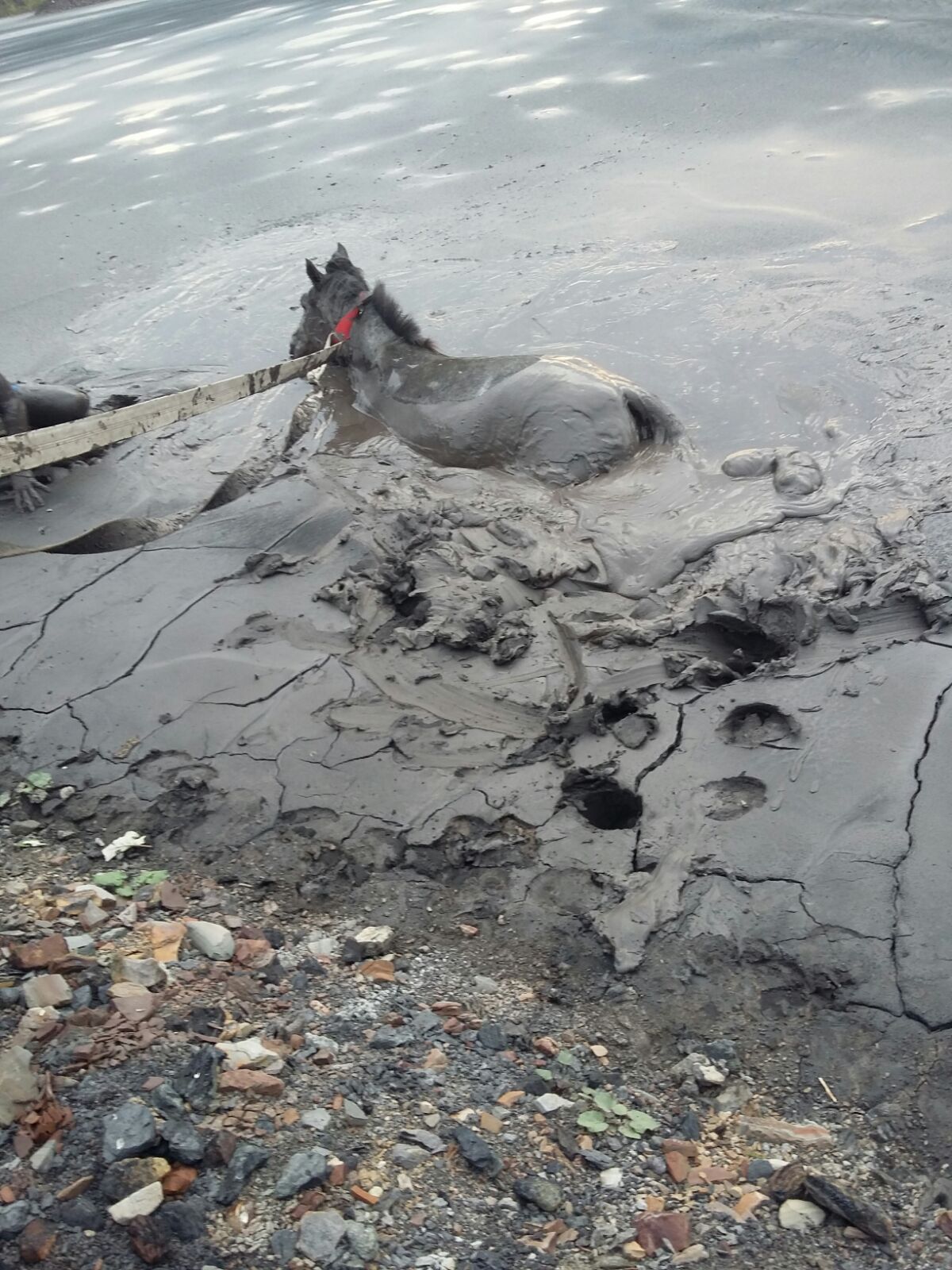 Cai folosiți în terapia copiilor cu sindrom Down, salvați de pompierii din Petroșani GALERIE FOTO
