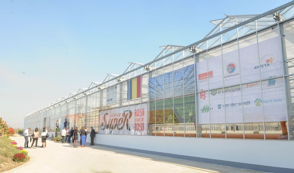 REPORTAJ | Ștrand transformat în seră de roșii pe model olandez, în Timiș. Încălzirea se face cu apă termală, iar la creșterea roșiilor se folosește nuca de cocos| FOTO